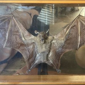TAXIDERMY FRUIT BAT